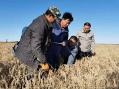 黑龙江肇源耐盐碱水稻接受现场测产 亩产水稻达403.7公斤