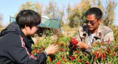 从四川到新疆“80后”小伙种植露地蔬菜闯出致富路