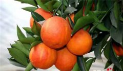 第三届“宜长兴”（翠屏）柑橘文化旅游节暨招商引资推荐会将于11月2日举行