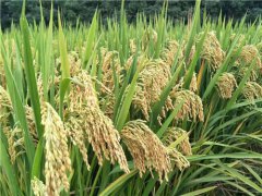 第三代杂交水稻首次测产，亩产超1000公斤
