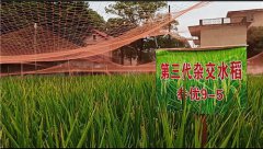 第三代杂交水稻首次测产超千公斤，袁隆平表示很满意