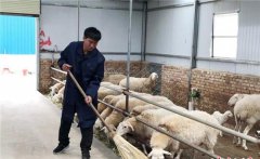 甘肃环县大学生返乡入羊舍 引村民科学养殖增收致富