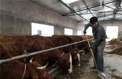 甘肃红牛产业重细节 循环发展促农业现代化
