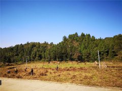 黔西县素朴镇衙院村 将莴笋种在希望的田野上