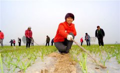 山东高青：土地流转 “ 转”出农民新希望