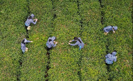联合国大会宣布每年5月21日为“国际茶日”