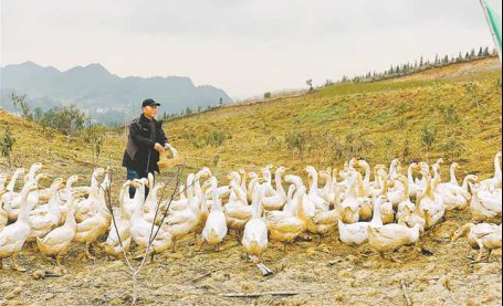 南川“鱼米之乡”一波三折的转型路