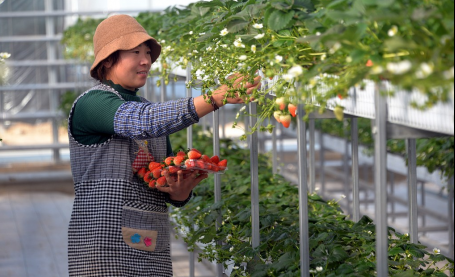 聊城：“棚二代”示范园里草莓红 果农忙采摘