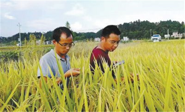 袁隆平身边的年轻人：踏着稻浪 奋力向前