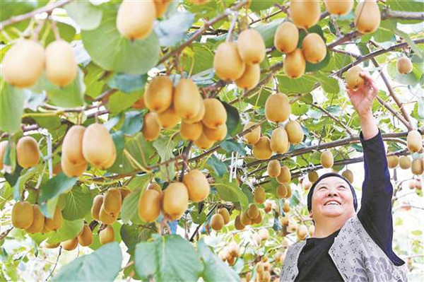 重庆农业品牌急需告别＂小、乱、杂＂现象