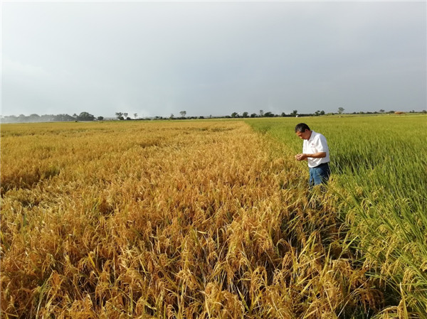 播种希望——中国农业专家助力提升布基纳法索水稻产量