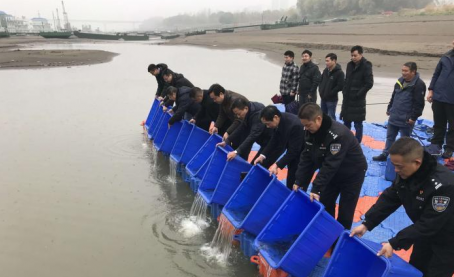 长江武汉段放流5500尾中华鲟