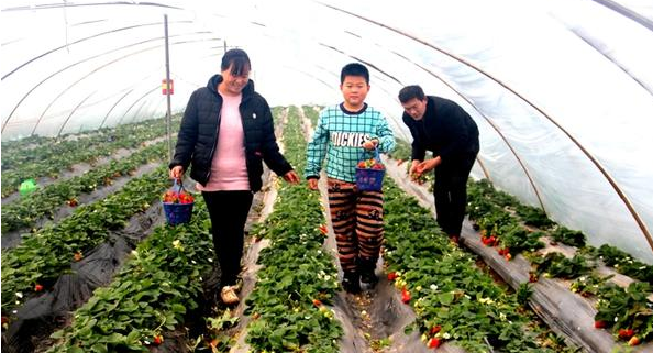 火红的草莓 甜蜜的事业 这个村70多户农民靠种草莓脱贫致富