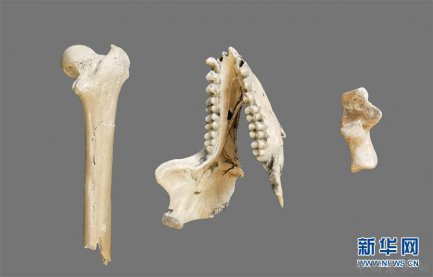 云南昭通发现640万年前最接近金丝猴祖先的化石