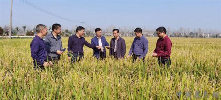 湖北洪湖市再生稻两季亩产过吨粮
