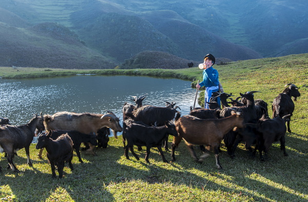 乌蒙山里“羊”专家  乡村振兴好助手