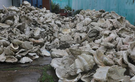 海南琼海警方打掉一犯罪团伙 扣押砗磲原贝及其制品约105吨