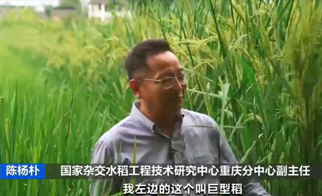 重庆巨型稻试种成功 预估亩产超1600斤