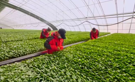 新疆阿克苏：发展设施农业助农增收致富