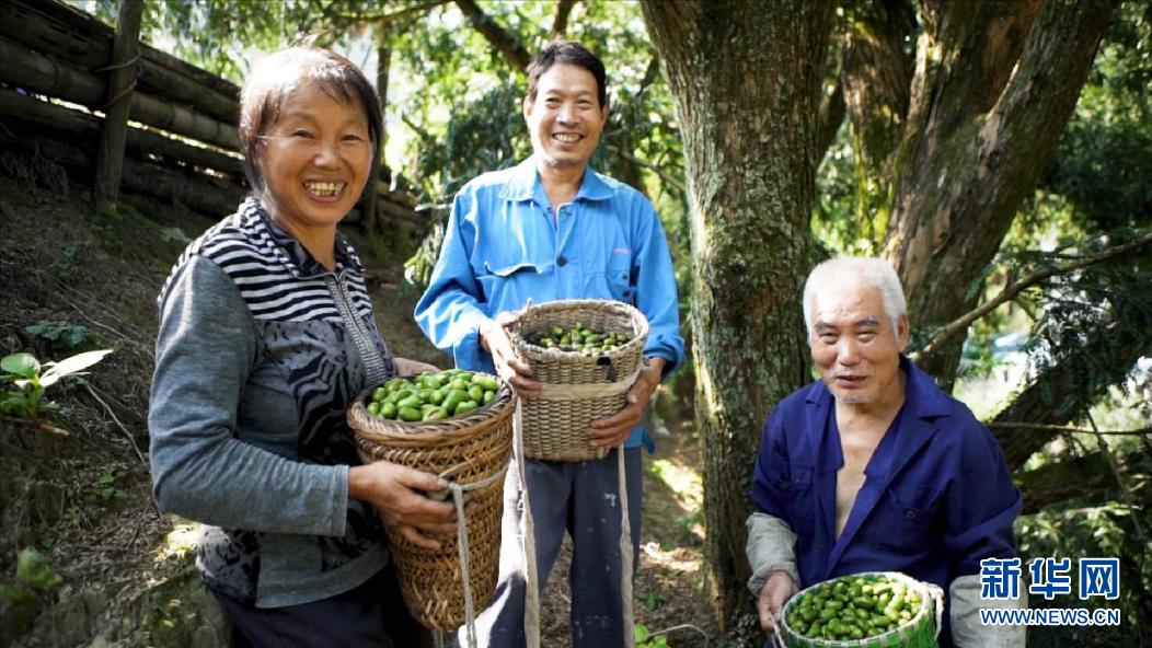 香传千年 榧富万家