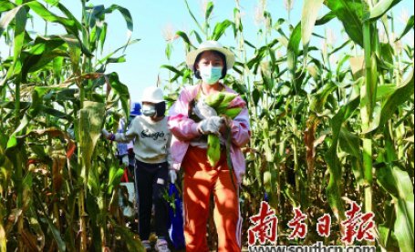 惠州：玉米为媒 农民增收 三产齐发展