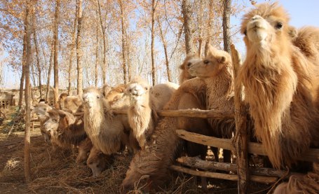 新疆墨玉县：骆驼养殖实现致富梦