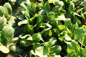 2017年油菜春季田间管理技术指导意见