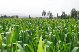 农药企业集中度较高 国际推进产业链整合