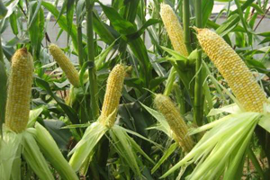 农业部发布2017年青贮玉米生产技术指导意见