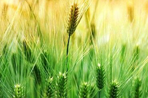 农业部部署小麦病虫防控实现“虫口夺粮”
