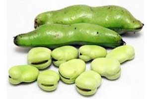 青海蚕豆全程机械化取得关键技术突破