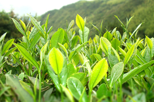 果菜茶有机肥替代化肥行动开局良好