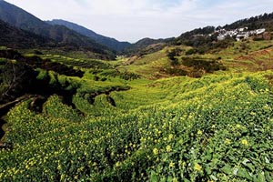 婺源油菜花提前绽放