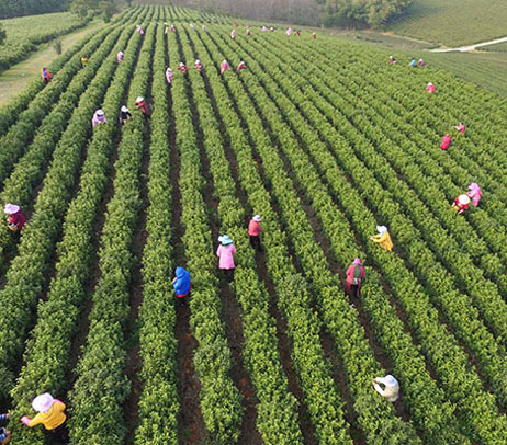 采春茶
