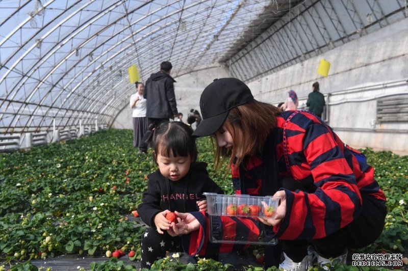 3月12日，游客在双阳区“奢爱良蔬”采摘基地内采摘草莓。