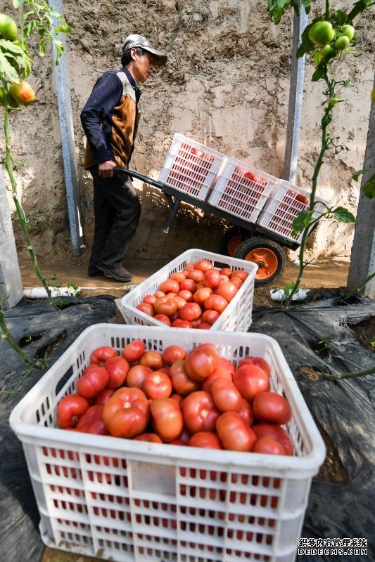 3月10日，在兰考县小宋乡东邵一村，村民杨红程在运送刚刚采摘的番茄。