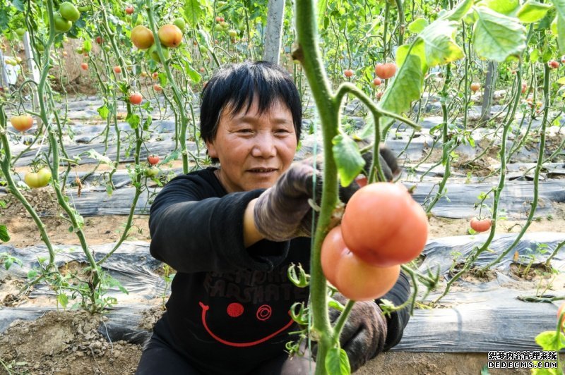 河南兰考：番茄变身“脱贫果” 群众走上致富路