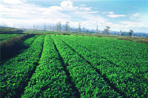重庆农业综合开发探路山区特色现代农业