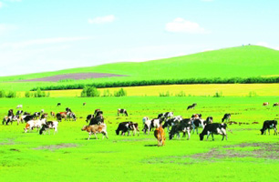 中科院首推“生态草牧业试验区”