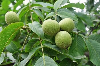 易县会国核桃种植农民专业合作社