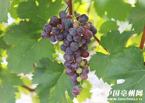 李金辉：愿为家乡提供无公害食品
