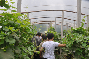 藁城市给力种植专业合作社