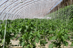 一六二团积极打造全国绿色蔬菜基地