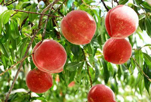 河北绿阳苹果产业技术升级示范园区