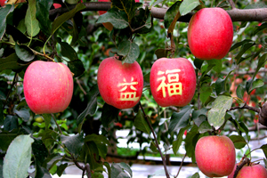 石家庄市昊源林果场