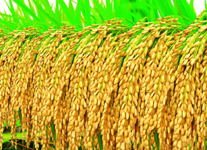 “拜耳更多水稻”方案助种植户节本增收近10%