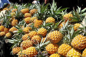 神湾菠萝成为国家地理标志产品