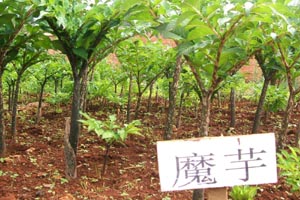 会同：魔芋申报中国地理标志