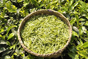 区域品牌： 湄潭翠芽