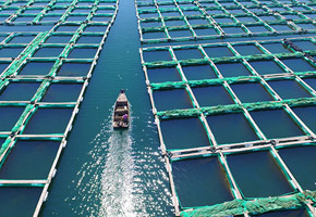 山东烟台稳步推进“海上粮仓”建设